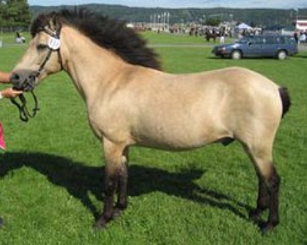 stallion Rusch RR 456 (Gotland Pony, 1988, from Cedrik RR 275)