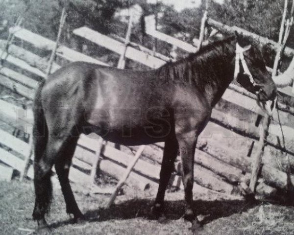 Deckhengst Bore RR 79 (Gotland-Pony, 1933, von Bocack RR 75)