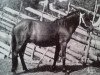 stallion Bore RR 79 (Gotland Pony, 1933, from Bocack RR 75)