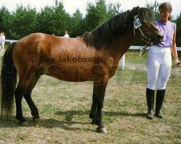 stallion Redde RR 327 (Gotland Pony, 1976, from Jidon RR 252)