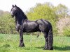 stallion Woodstock (Friese, 1991, from Aswyn v.d. Pluum)