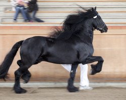 stallion Kaspar (Friese, 2003, from Woodstock)