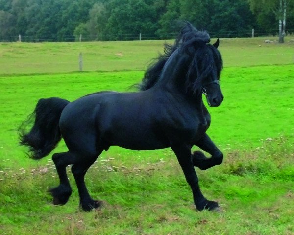 stallion Arjon Z (Friese, 2000, from Lammert 260)