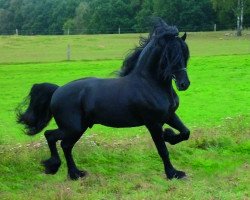 stallion Arjon Z (Friese, 2000, from Lammert 260)