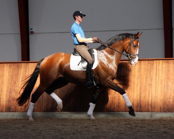 dressage horse Gorklintgards Salvador (Danish Warmblood, 2003, from Sandro Hit)