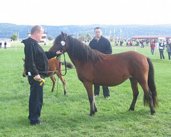 broodmare Boccia 4324 (Gotland Pony, 2001, from Ruton RR 513)