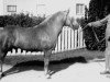 stallion Marino RR 213 (Gotland Pony, 1965, from Piccolo)