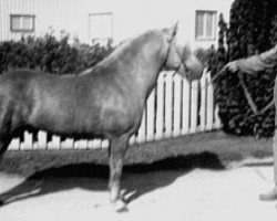 stallion Marino RR 213 (Gotland Pony, 1965, from Piccolo)