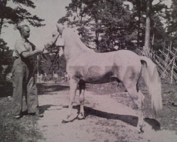 Deckhengst Bodick RR 98 (Gotland-Pony, 1944, von Botajr RR 80)