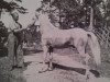 stallion Bodick RR 98 (Gotland Pony, 1944, from Botajr RR 80)