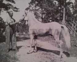 stallion Bodick RR 98 (Gotland Pony, 1944, from Botajr RR 80)