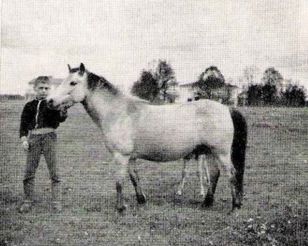 broodmare Domina (Gotland Pony, 1955, from Bodick RR 98)