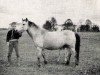broodmare Domina (Gotland Pony, 1955, from Bodick RR 98)