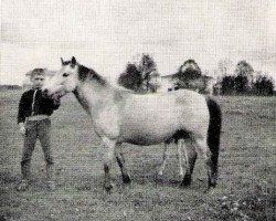 Zuchtstute Domina (Gotland-Pony, 1955, von Bodick RR 98)