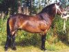 stallion Ruton RR 513 (Gotland Pony, 1996, from Milton 9 Russ)