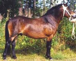 stallion Ruton RR 513 (Gotland Pony, 1996, from Milton 9 Russ)