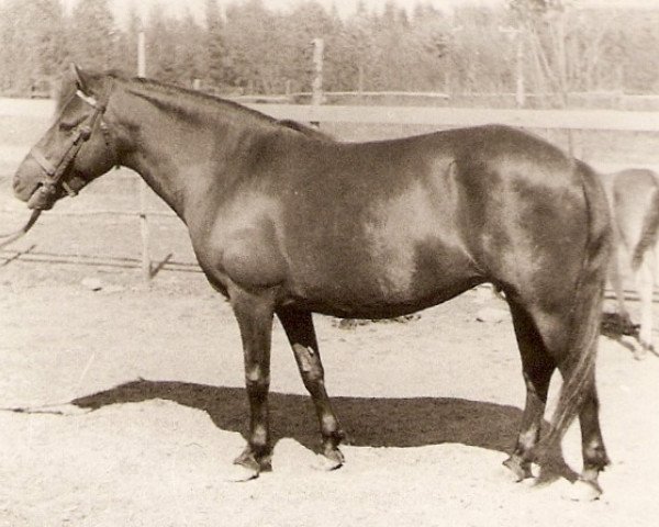 broodmare Hilka 27 Russ (Gotland Pony,  , from Dorn RR 163)