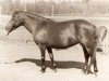 broodmare Hilka 27 Russ (Gotland Pony,  , from Dorn RR 163)