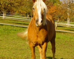 dressage horse Popeye 62 (Haflinger, 1992, from Nikodemus)