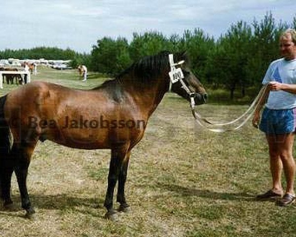 stallion Milton 9 Russ (Gotland Pony, 1972, from Pinocchio RR 158)