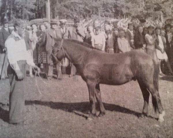 Deckhengst Nils Dacke (Gotland-Pony, 1940, von Ducke RR 66)