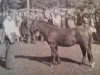 Deckhengst Nils Dacke (Gotland-Pony, 1940, von Ducke RR 66)