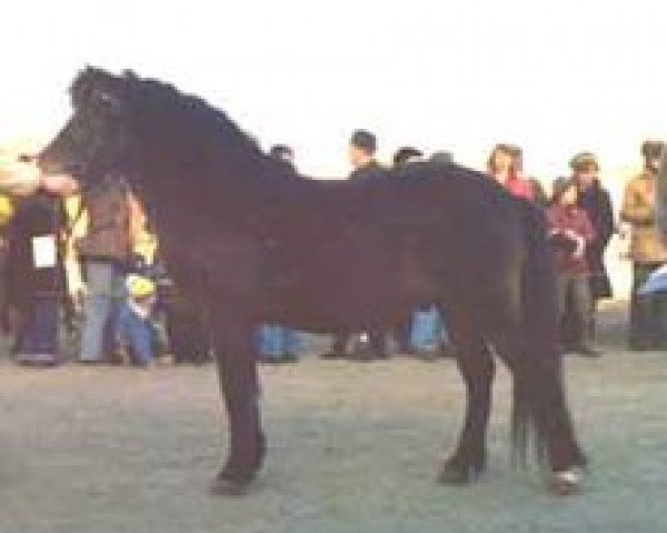 stallion Pinocchio RR 158 (Gotland Pony, 1959, from Dröm)