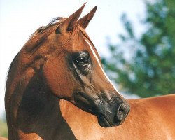 broodmare Qualified ox (Arabian thoroughbred, 1987, from Barich de Washoe ox)