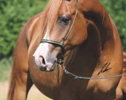 broodmare Qair un Nissa ox (Arabian thoroughbred, 2002, from Kubinec 1987 ox)