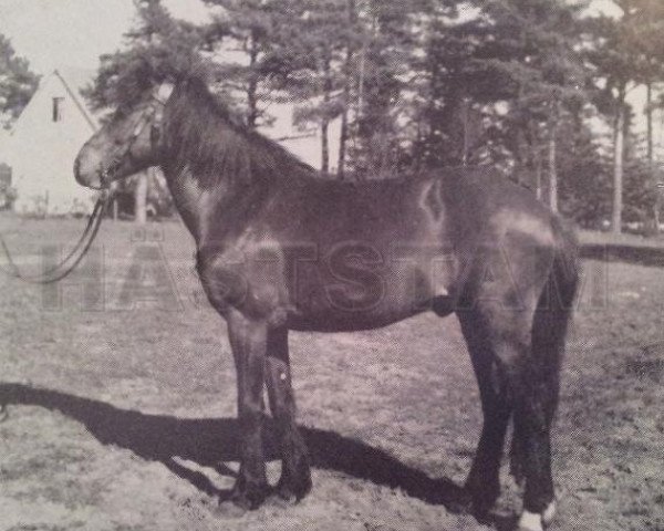 stallion Klippman (Gotland Pony, 1944, from Klipp RR 93)