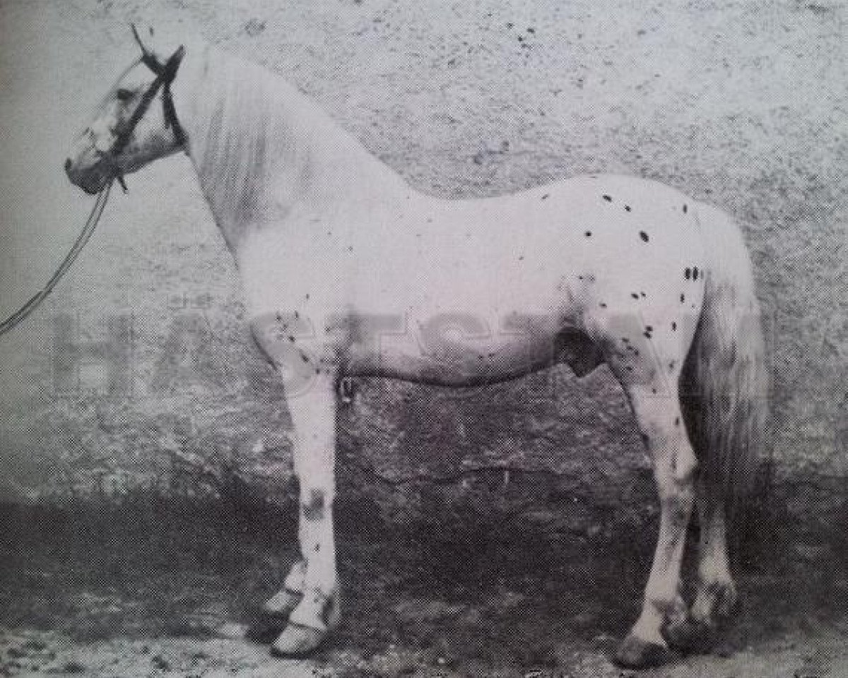 Deckhengst Khediven RR 1 (Gotland-Pony, 1876, von Halim ox)