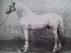 stallion Khediven RR 1 (Gotland Pony, 1876, from Halim ox)