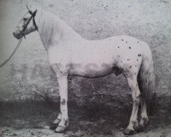 stallion Khediven RR 1 (Gotland Pony, 1876, from Halim ox)