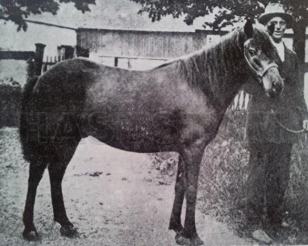 stallion Reform RR 65 (Gotland Pony, 1918, from Ludde RR 49)