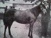 Deckhengst Reform RR 65 (Gotland-Pony, 1918, von Ludde RR 49)
