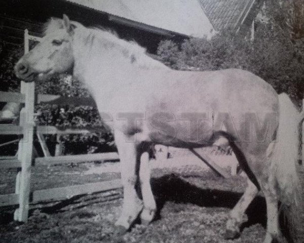 Deckhengst Ducke RR 66 (Gotland-Pony, 1918, von Tor RR 56)
