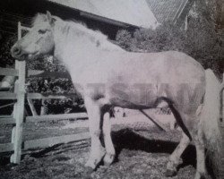 stallion Ducke RR 66 (Gotland Pony, 1918, from Tor RR 56)