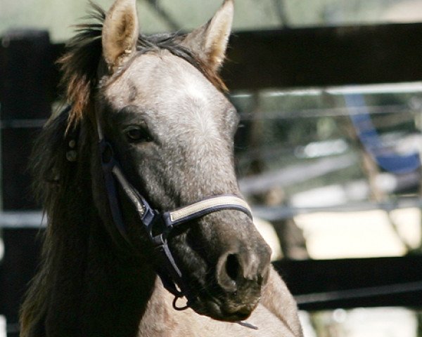 broodmare Haya (Lusitano, 2012)