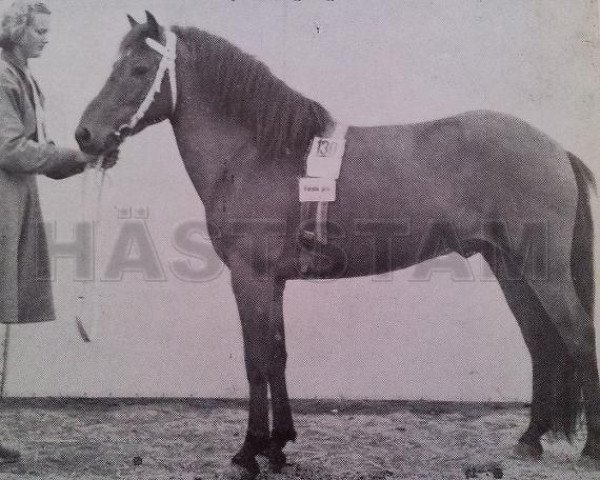 Deckhengst Klipp RR 93 (Gotland-Pony, 1939, von Ducke RR 66)