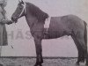 stallion Klipp RR 93 (Gotland Pony, 1939, from Ducke RR 66)