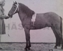 Deckhengst Klipp (Gotland-Pony, 1939, von Ducke RR 66)