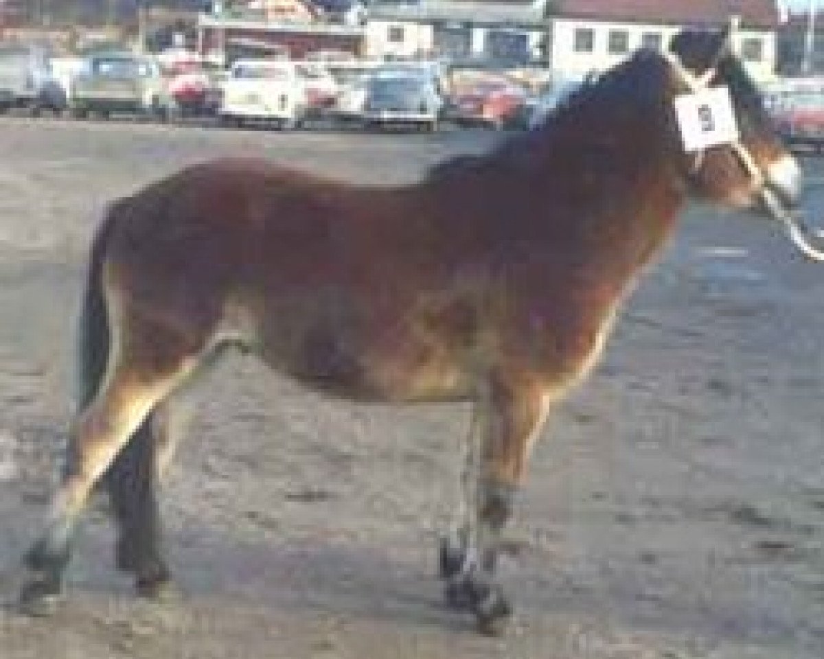 stallion Janus RR 251 (Gotland Pony, 1969, from Marino RR 213)