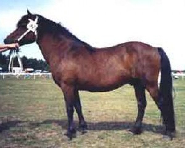 stallion Lorion RR 268 (Gotland Pony, 1971, from Dorn RR 163)