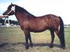 stallion Lorion RR 268 (Gotland Pony, 1971, from Dorn RR 163)