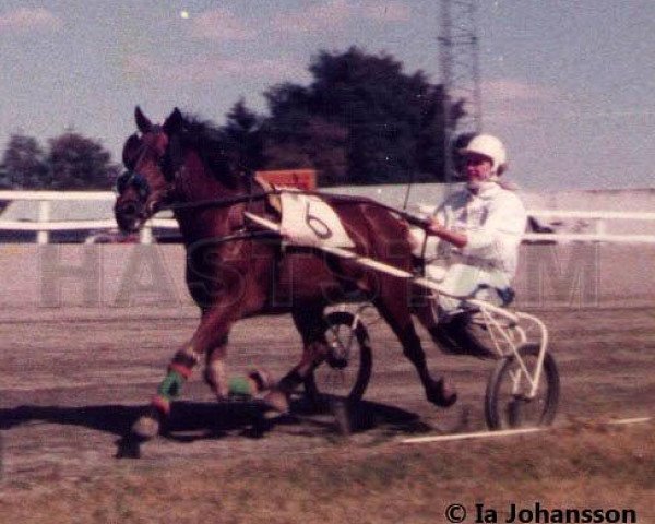 broodmare Rina 2642 (Gotland Pony, 1976, from Lorion RR 268)