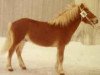 stallion Okej RR 303 (Gotland Pony, 1974, from Janus RR 251)