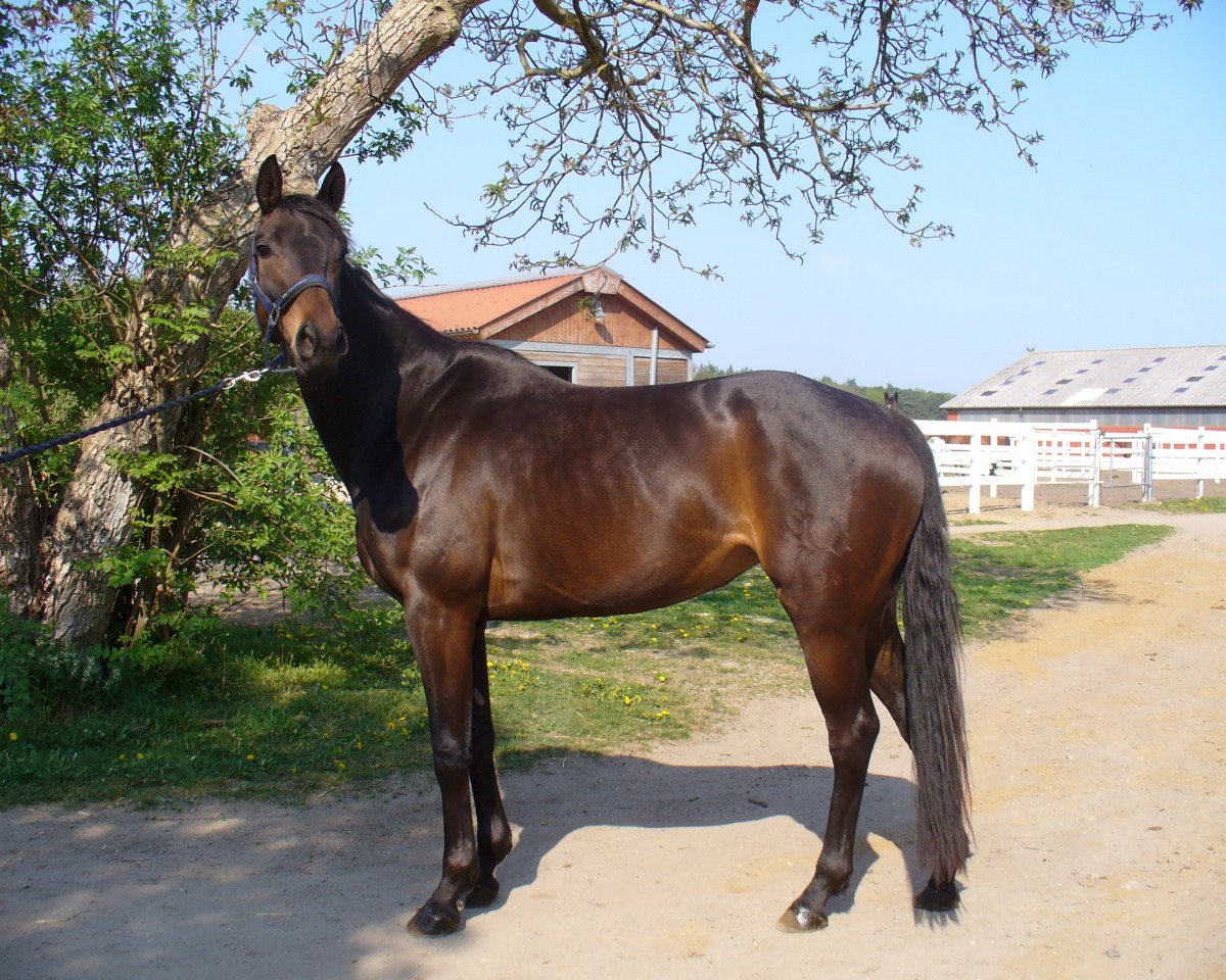 dressage horse Byzantia (Trakehner, 2005, from King Arthur TSF)