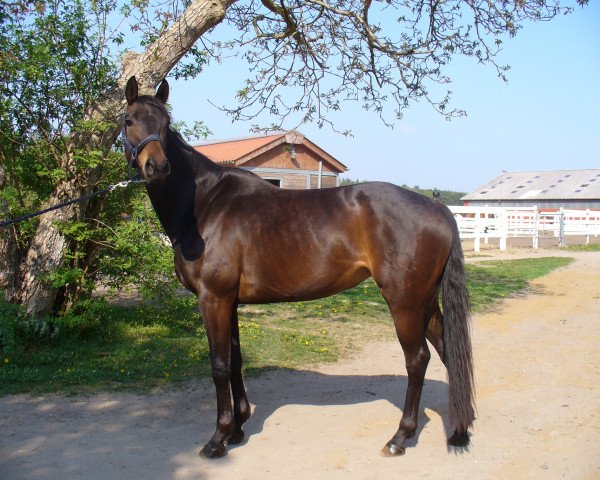 Dressurpferd Byzantia (Trakehner, 2005, von King Arthur TSF)