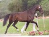 dressage horse Dimanche Royale (Zweibrücken, 2009, from Diamond Hit)