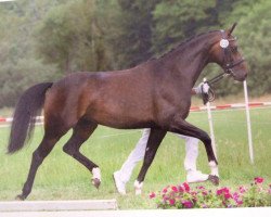 dressage horse Dimanche Royale (Zweibrücken, 2009, from Diamond Hit)